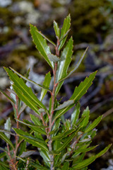 Orites diversifolius