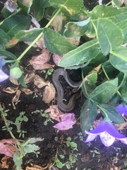 Macroprotodon brevis