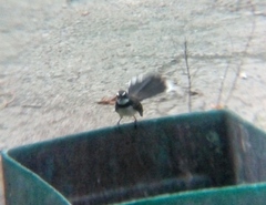 Rhipidura nigritorquis