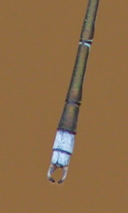 Lestes elatus