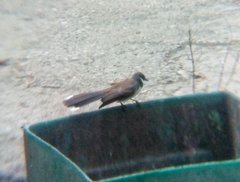 Rhipidura nigritorquis