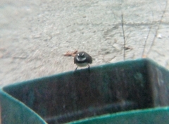 Rhipidura nigritorquis