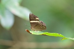 Abisara fylla
