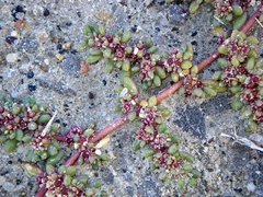 Trianthema triquetrum