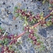 Trianthema triquetrum - Photo (c) johneichler, vissa rättigheter förbehållna (CC BY-NC), uppladdad av johneichler