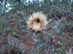 Cirsium subcoriaceum