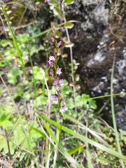 Hemipilia secundiflora