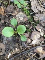 Pyrola rotundifolia