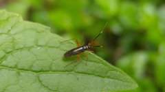 Garganus albidivittis