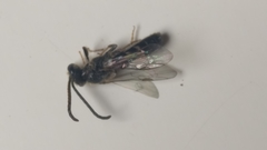 Hymenoptera