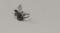 Hymenoptera