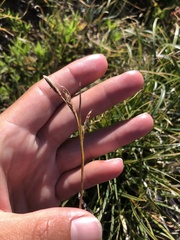 Carex sempervirens