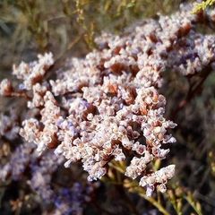Limonium gmelinii