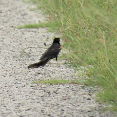 Euplectes progne progne