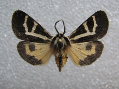 Apantesis f-pallida