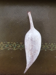 Vachellia drepanolobium