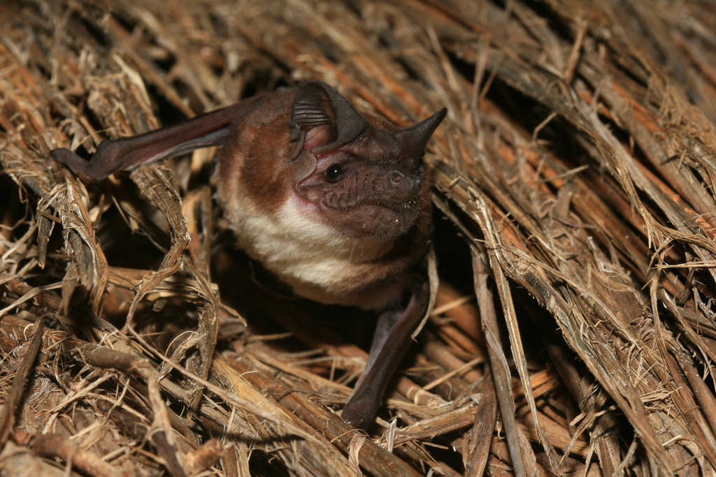 Malagasy White-Bellied Free-Tailed Bat