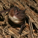 Malagasy White-bellied Free-tailed Bat - Photo (c) Manuel Ruedi, some rights reserved (CC BY-NC), uploaded by Manuel Ruedi