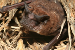 Mops leucostigma