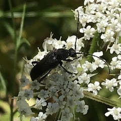 Lepturopsis dolorosa