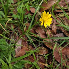Ranunculus petiolaris