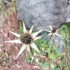 Eryngium heterophyllum