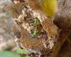 Ceratina smaragdula