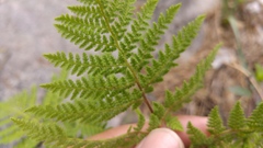 Cheilanthes leucopoda