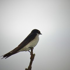 Hirundo dimidiata