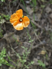 Papaver heterophyllum