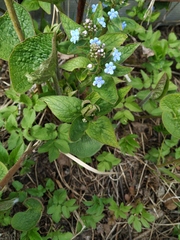 Brunnera