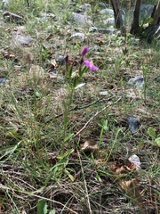 Centaurium littorale