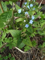 Brunnera