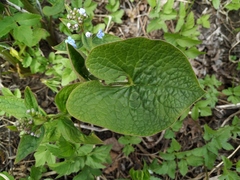 Brunnera