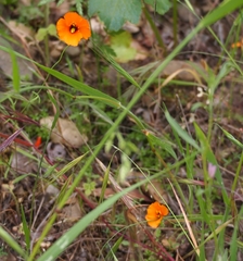 Papaver heterophyllum
