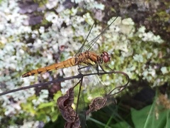 Sympetrum depressiusculum