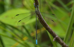 Orolestes octomaculatus