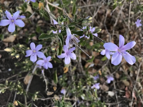 Barleria image