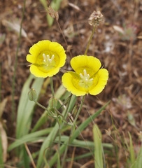 Calochortus luteus