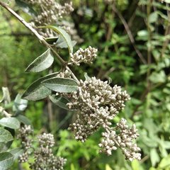 Buddleja parviflora