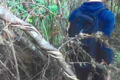 Dacrycarpus dacrydioides