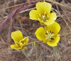 Calochortus luteus