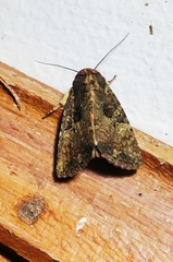 Condicinae