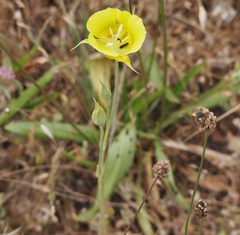 Calochortus luteus