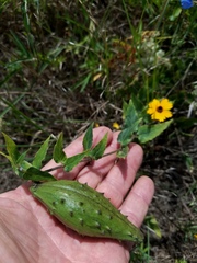 Matelea cynanchoides