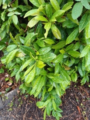Angiospermae