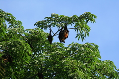 Pteropus seychellensis comorensis