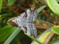 Aplocera praeformata