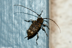 Astyleiopus variegatus