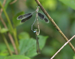 Orolestes selysi